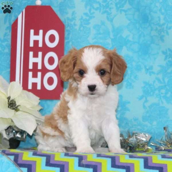 Nickolas, Cavapoo Puppy